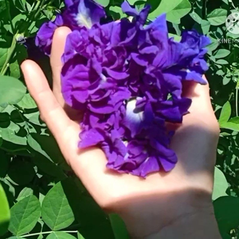 Step 1 Prepare and arrange butterfly pea flowers Dried butterfly pea flower tea