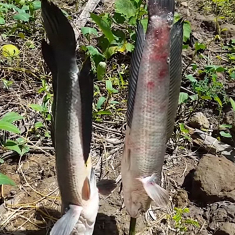 Step 2 Preparation and skewering of snakehead fish Grilled snakehead fish