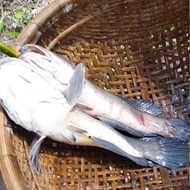 Step 2 Preparation and skewering of snakehead fish Grilled snakehead fish