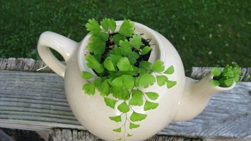 Using teapot set to plant