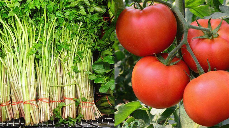 Ingredients for celery tomato soup