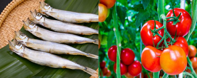 Ingredients for the dish of braised fish roe with pepper and tomatoes