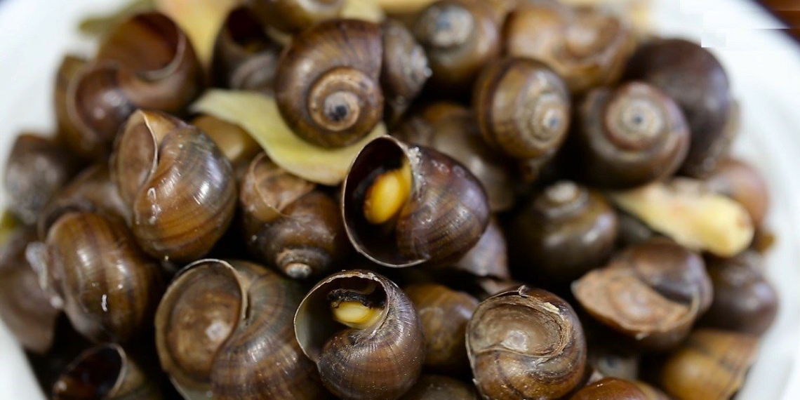 2 ways to make steamed snails with coconut and steamed delicious herb snails 08954
