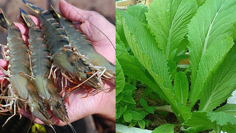 Ingredients for stir-fried fresh shrimp with mustard greens