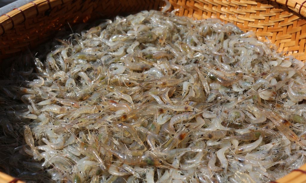 Step 1 Prepare the shrimp for Shrimp Paste