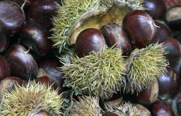 Ingredients for the dish on how to roast chestnuts in the microwave