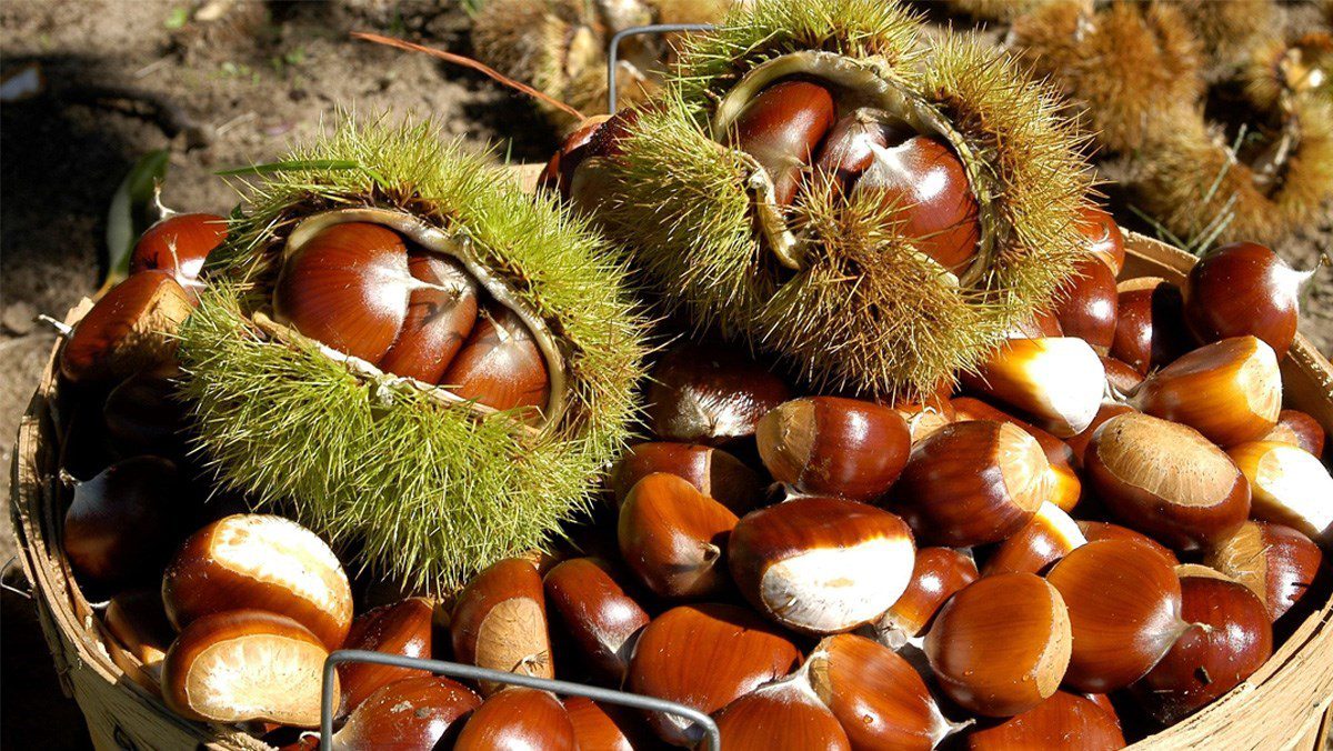 Ingredients for roasted chestnuts using an air fryer