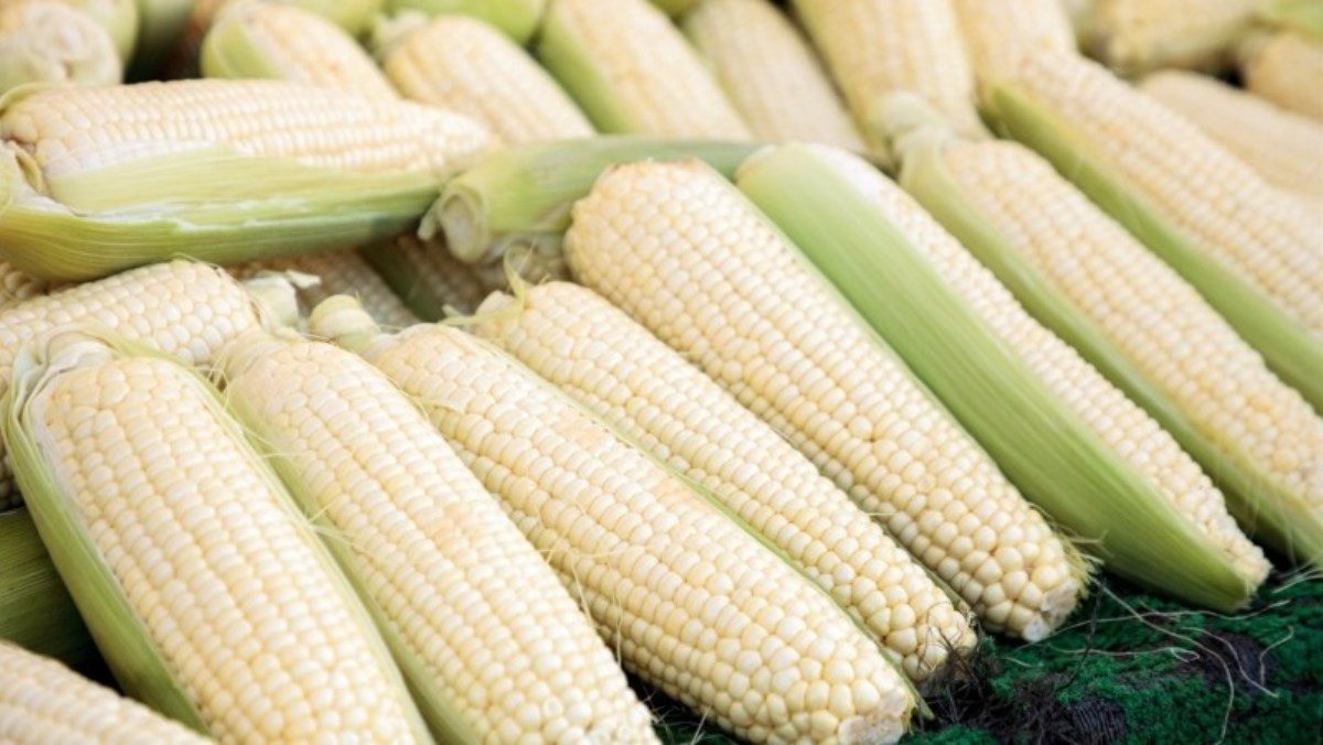 Ingredients for boiling corn with a pressure cooker