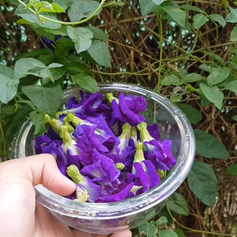 Step 1 Soak butterfly pea flowers with fresh milk Butterfly Pea Flower Milk Ice Cream