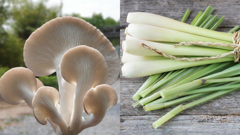 Ingredients for the three dishes of oyster mushroom soup
