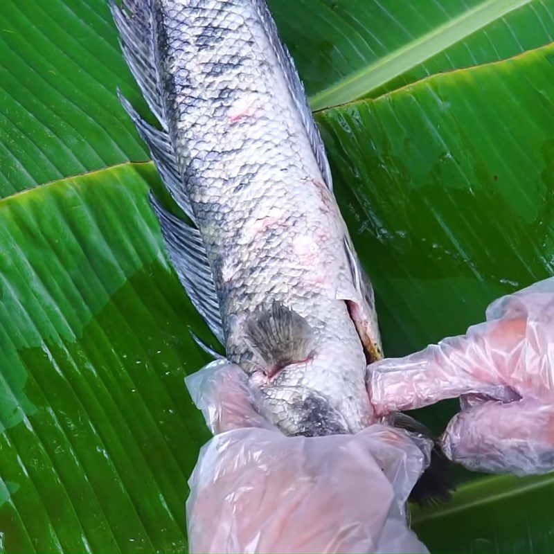 Step 1 Prepare snakehead fish Snakehead fish grilled with salt snow