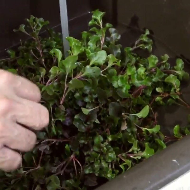 Step 1 Prepare the ingredients for Japanese watercress soup cooked with fresh shrimp