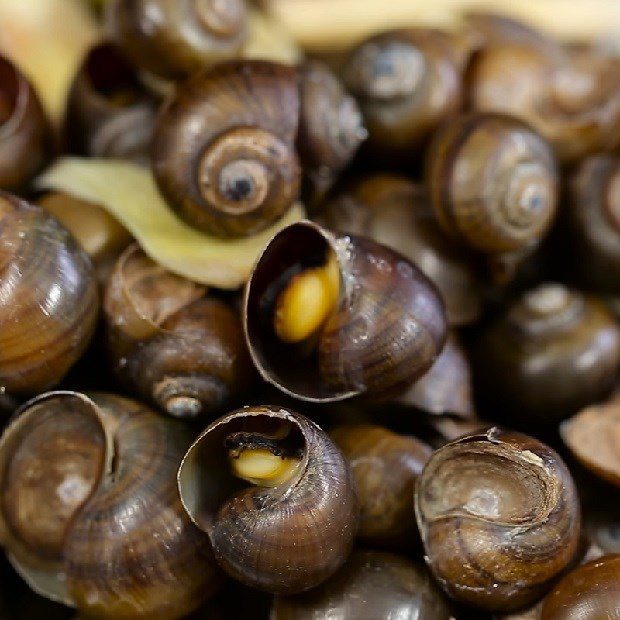 Step 4 Final product of steamed giant snails with ginger and lemongrass