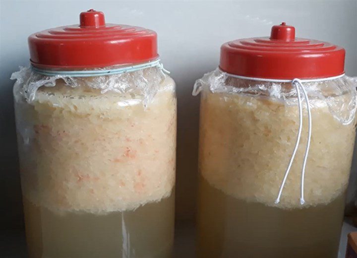 Step 3 Ferment the grapefruit wine How to make grapefruit wine