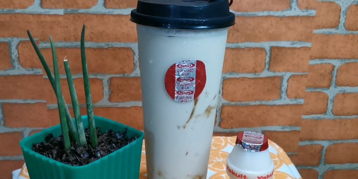 2 ways to make yakult milk tea sour sweet delicious and fresh 15747