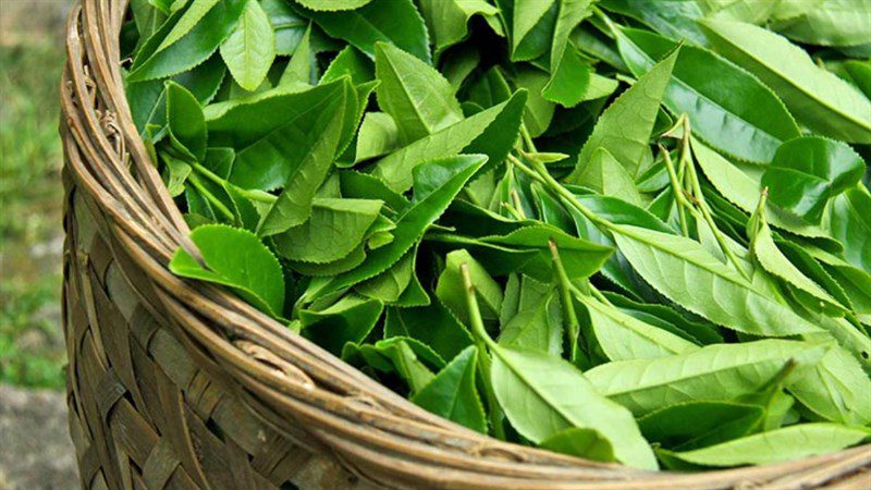Ingredients for green tea