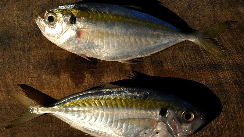 golden threadfin bream