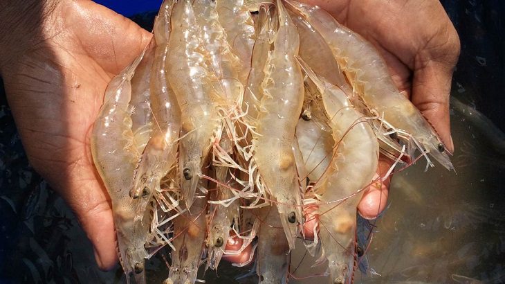 Ingredients for the dish on how to make traditional dried shrimp and microwave dried shrimp