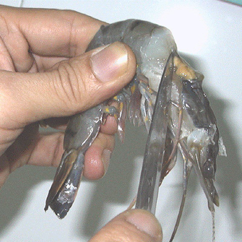 Step 2 Prepare and marinate seafood for seafood pancakes