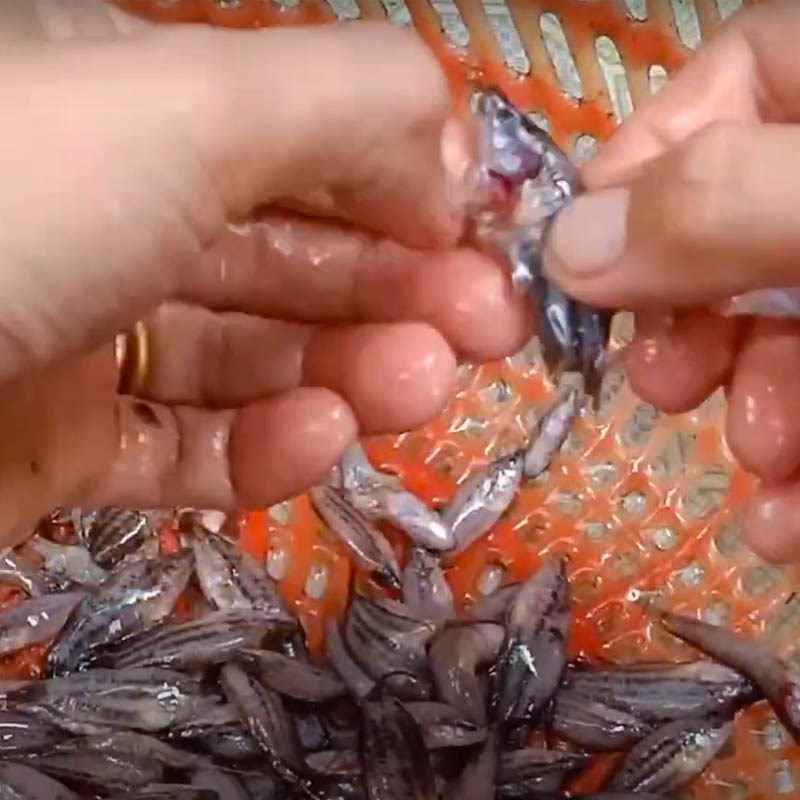 Step 1 Prepare the fish for fish sauce