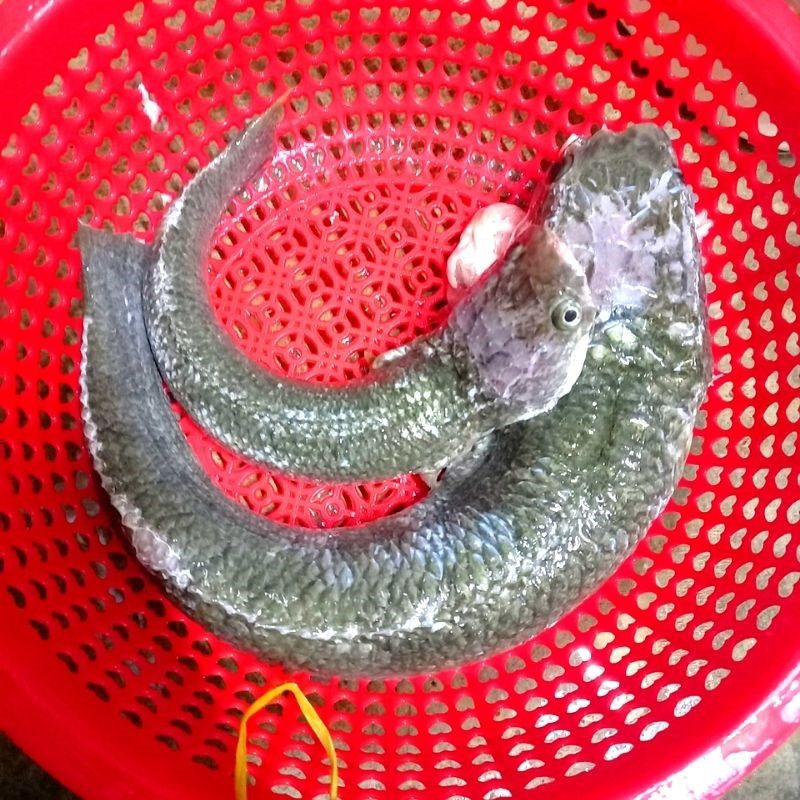 Step 1 Prepare the Ingredients for Steamed Snakehead Fish with Vermicelli