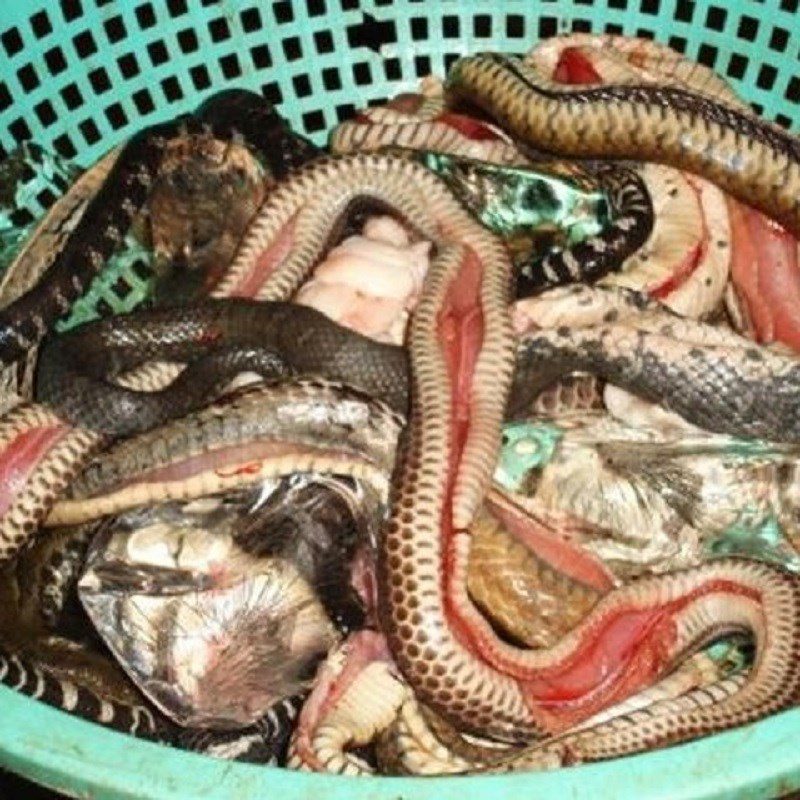 Step 1 Prepare snake and native chicken for Snake Chicken Hot Pot