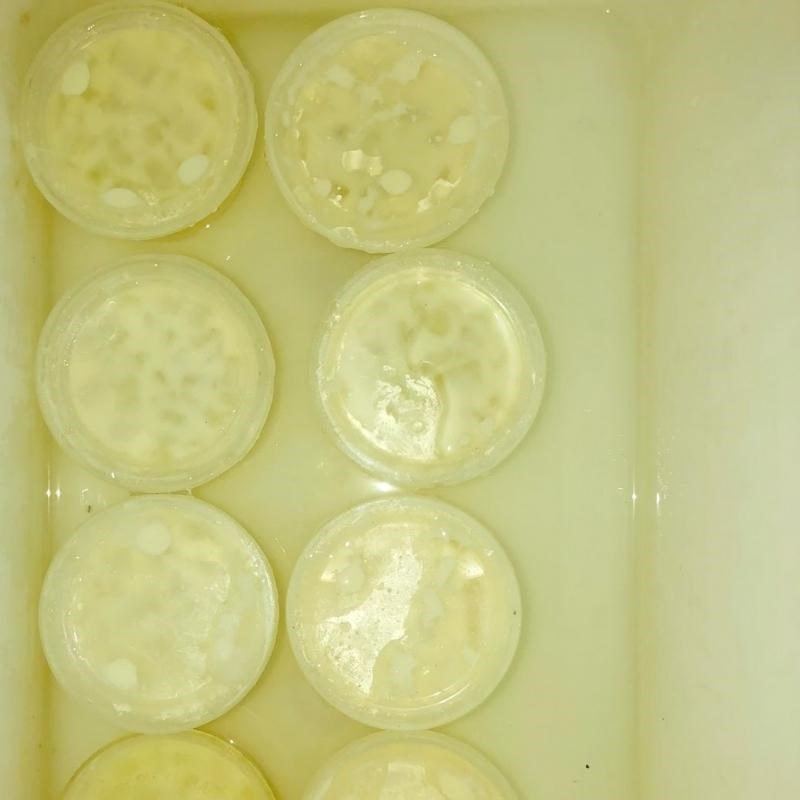 Step 3 Ferment the yogurt cheese Yogurt cheese