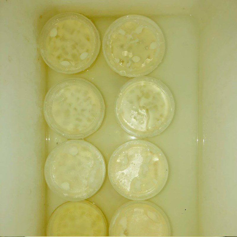 Step 4 Fermenting Aloe Vera Cheese Yogurt Aloe Vera Cheese Yogurt