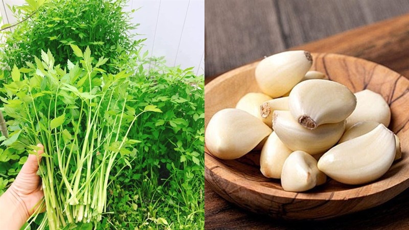 Ingredients for stir-fried water celery with garlic and stir-fried beef