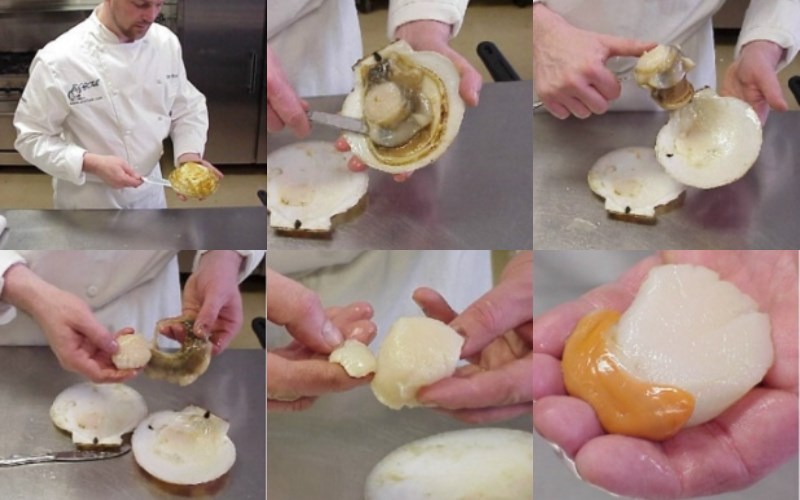 Opening scallop shells