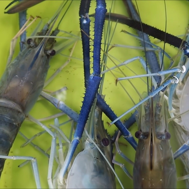 Step 1 Prepare giant river prawns and pork bones for Prawn Cake Soup with Quail Eggs