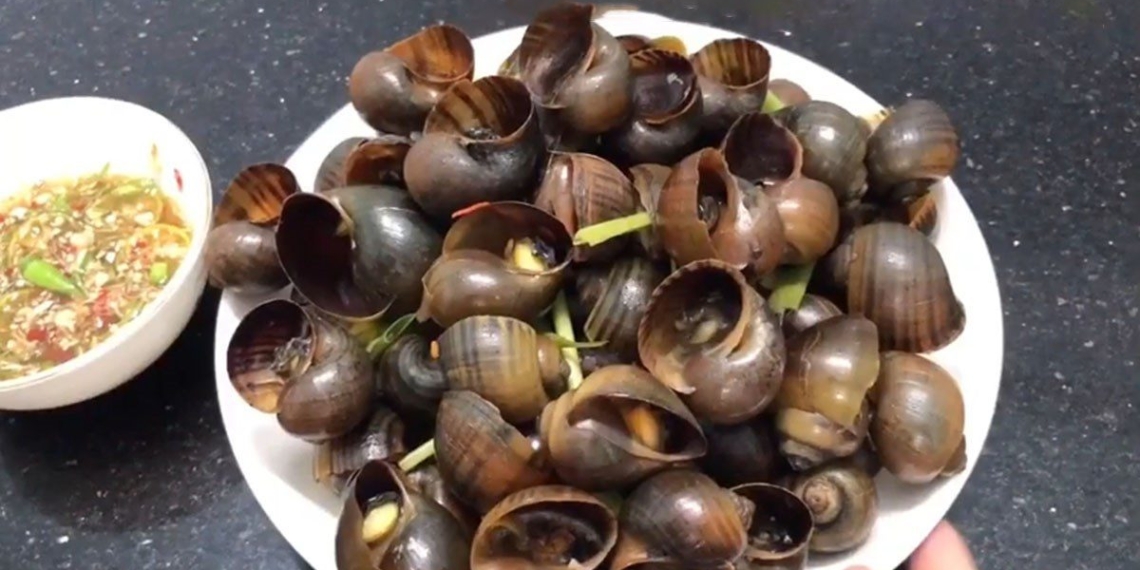 how to make steamed snails with coconut water delicious attractive tasty 10035