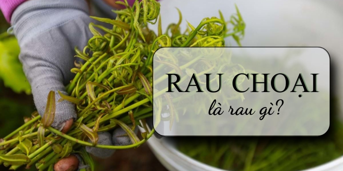 rau choai la rau la gi co phai rau don khong lam mon gi ngon 22065