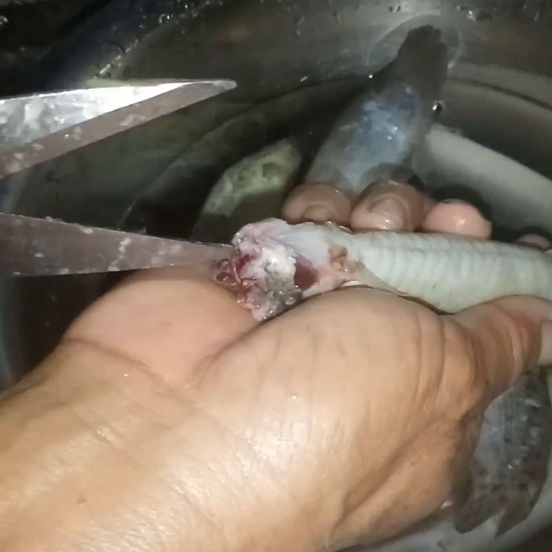 Step 1 Prepare snakehead fish Snakehead fish soup