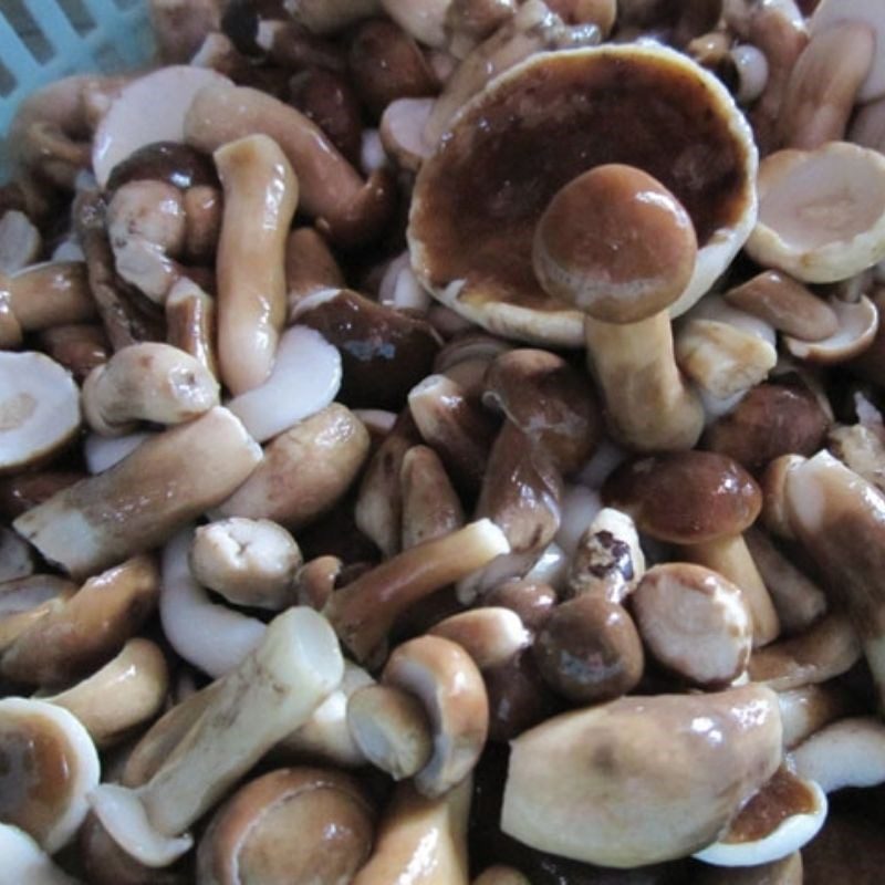 Step 1 Prepare tram mushrooms Shrimp and Pork Tram Mushroom Porridge