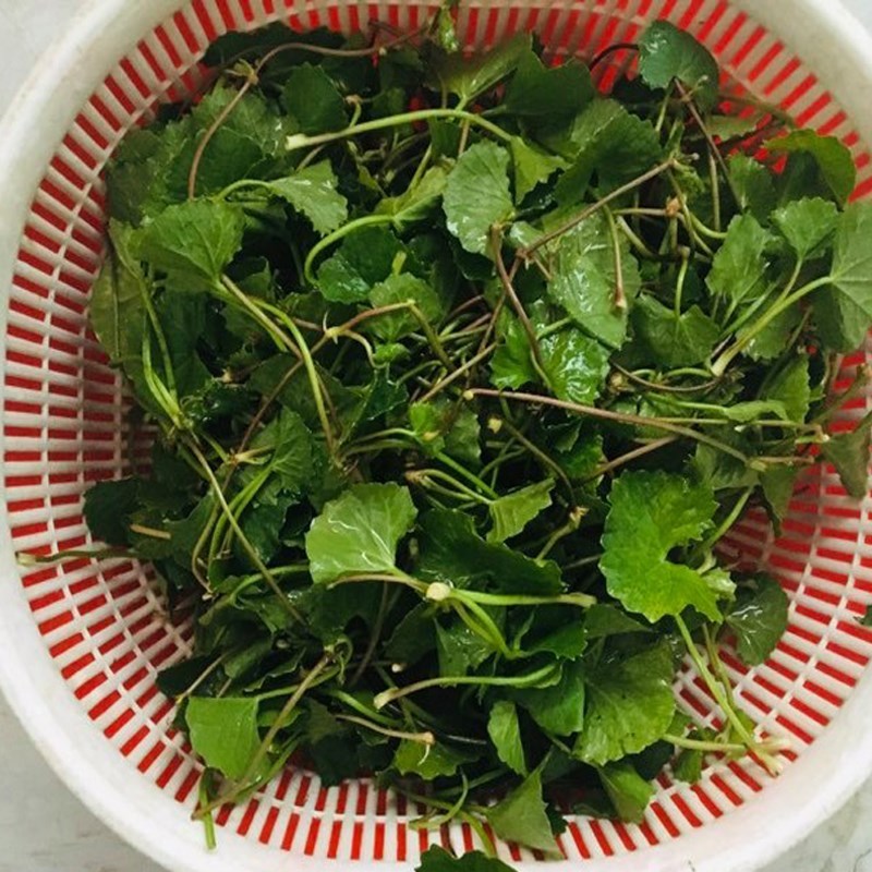 Step 1 Prepare the ingredients for Pennywort Milk Tea