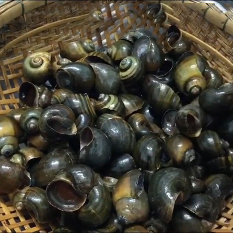 Step 1 Prepare the Apple Snails Steamed Snails with Lemongrass and Coconut Milk