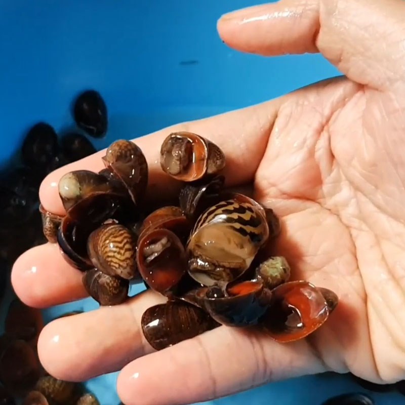 Step 1 Prepare Coconut Snails Stir-Fried with Butter