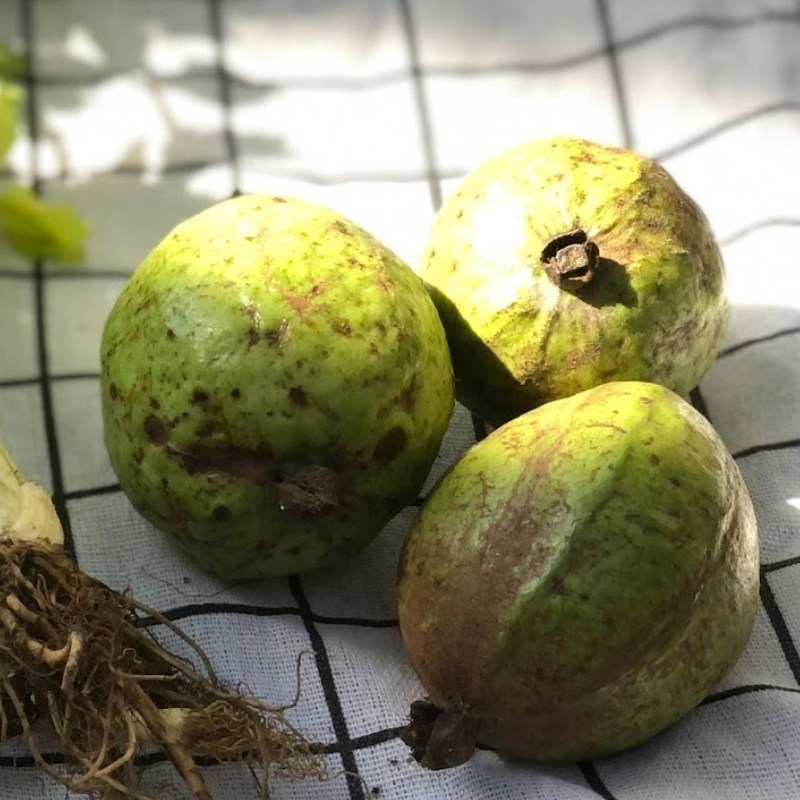 Step 2 Prepare the guava Guava and celery juice mix