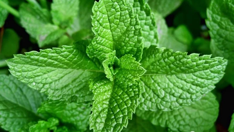 Ingredients for peppermint tea