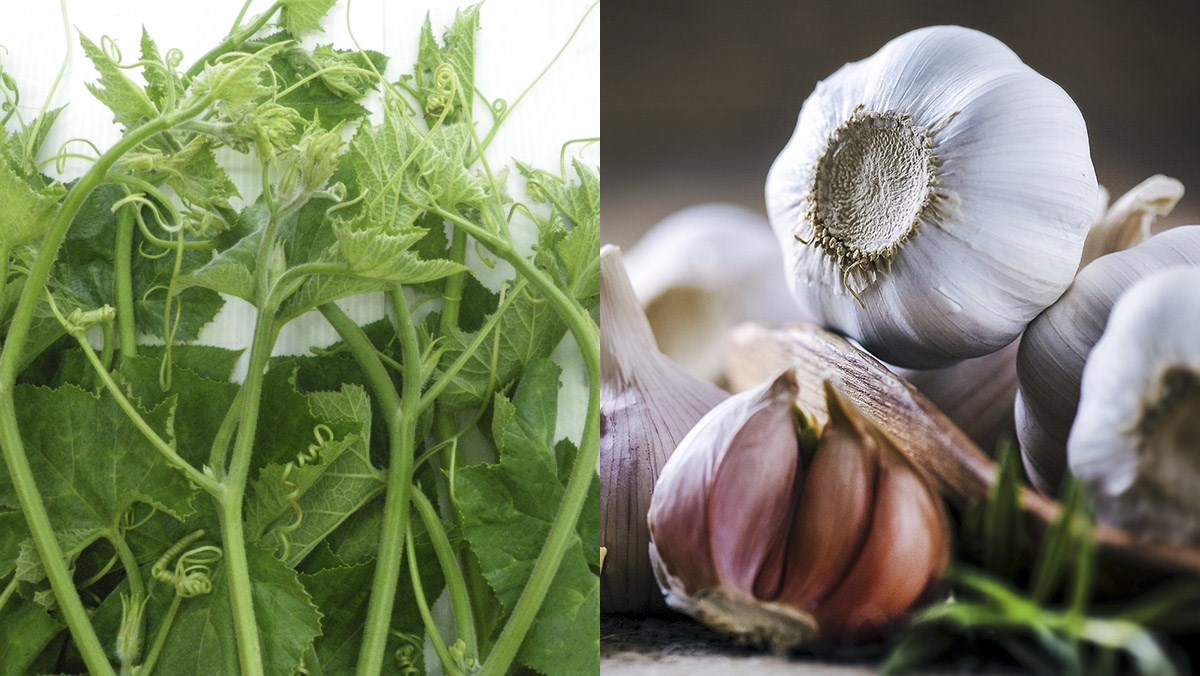 Ingredients for stir-fried bottle gourd shoots with garlic