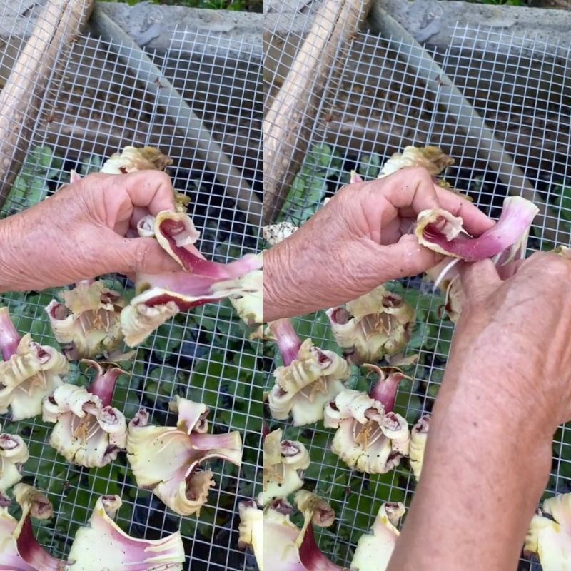 Step 1 Drying Nuc Nac flowers How to process dried Nuc Nac flowers
