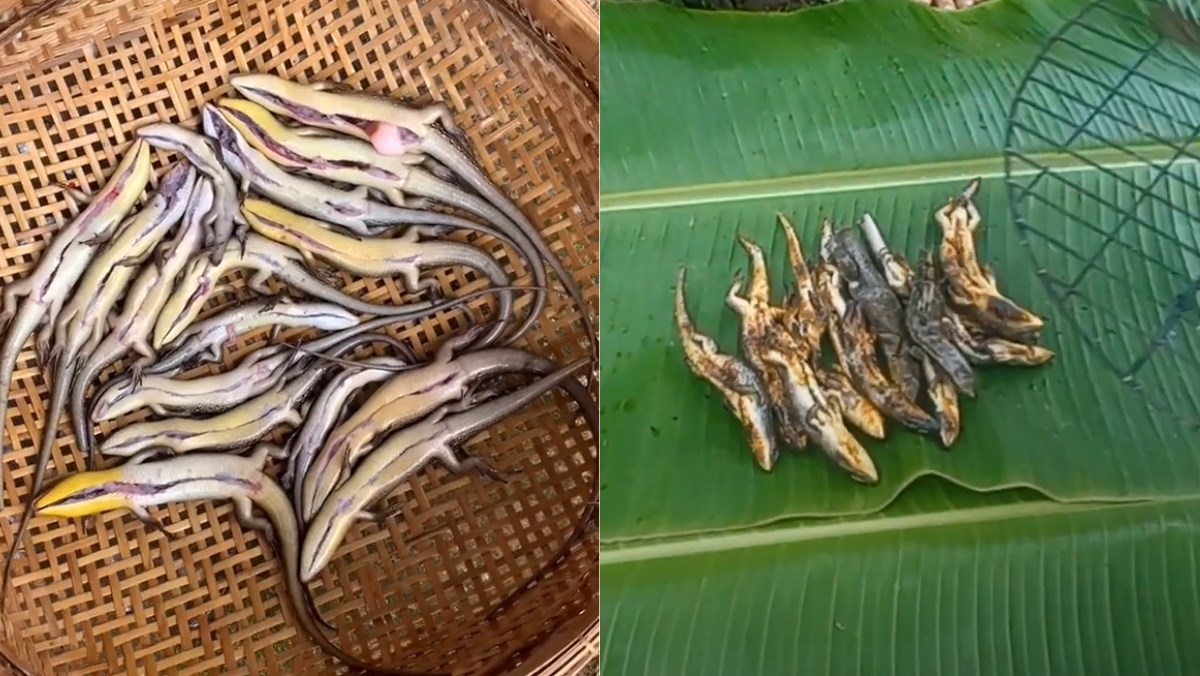 3 ways to make delicious grilled lizard fish, a unique specialty of the Mekong Delta 2 Grilled skink
