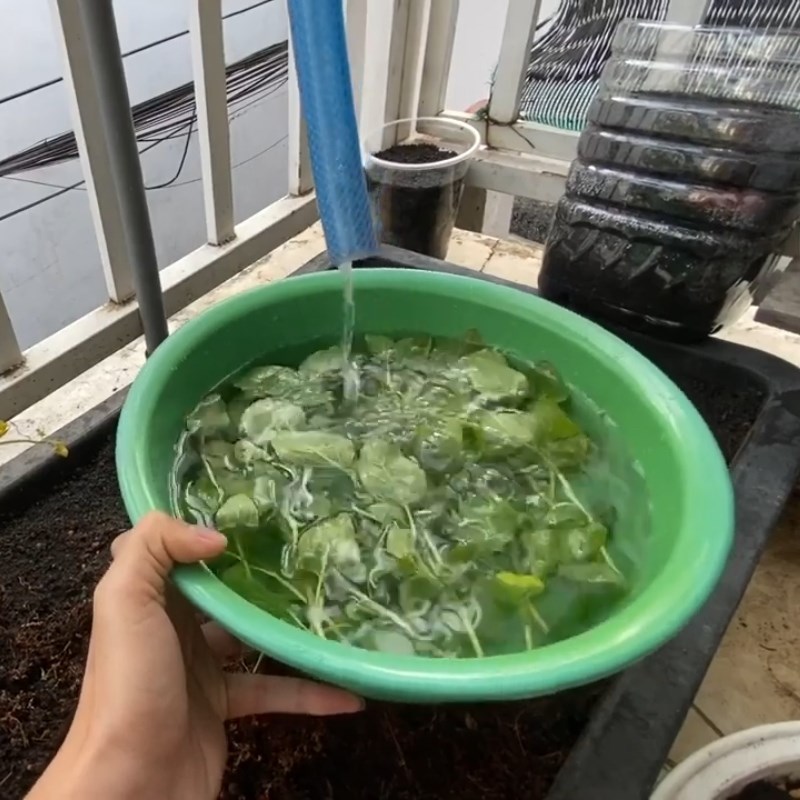 Step 1 Prepare the mint leaves for Peppermint Tea