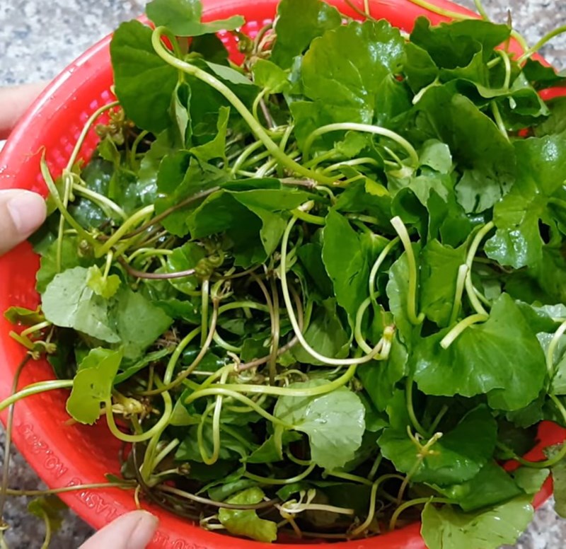 Step 1 Prepare the watercress Watercress with coconut water